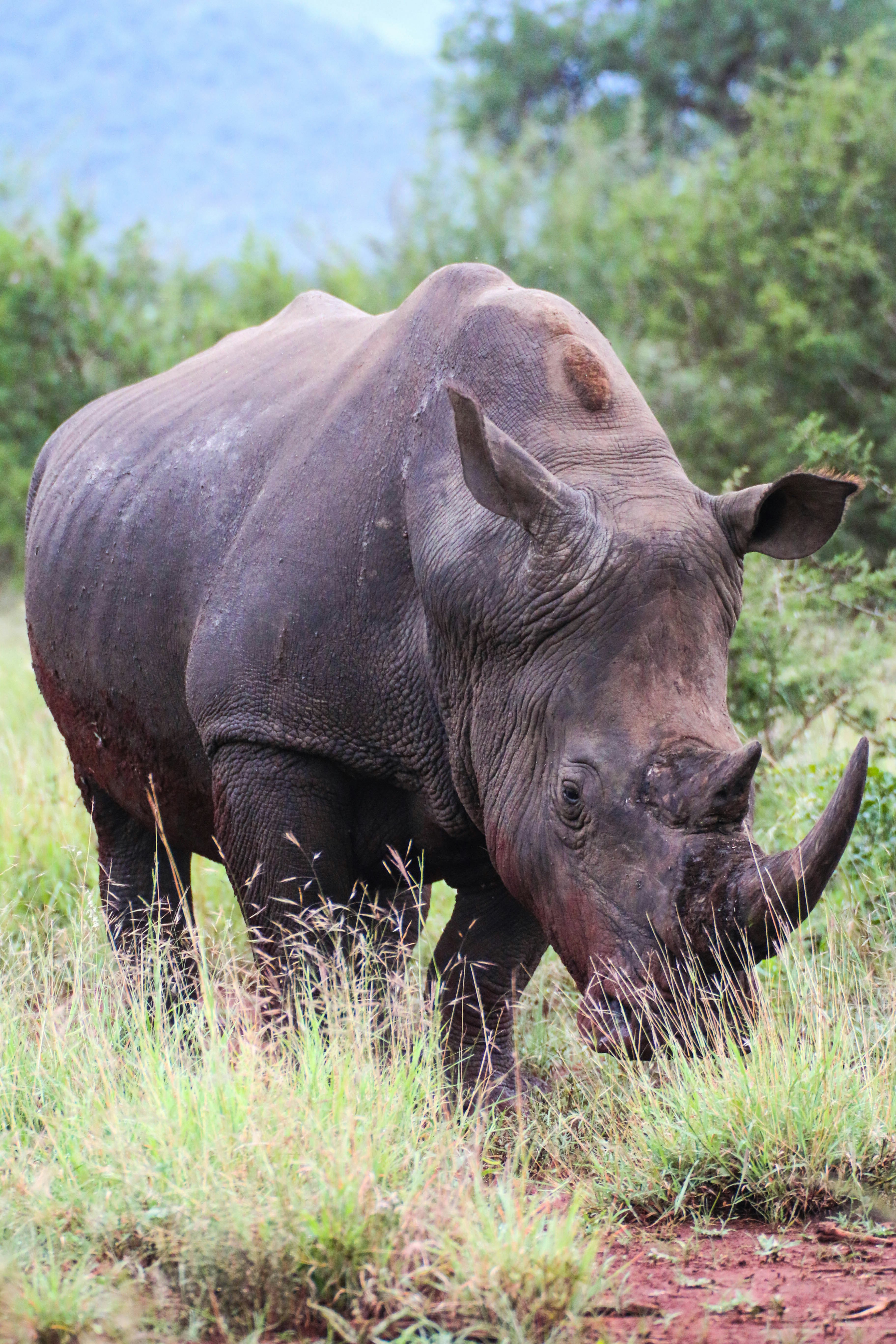 black rhinoceros on green grass during daytime